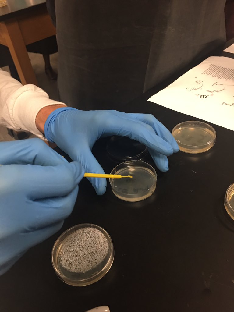 sgarciacshs's tweet photo. Biotech - pGLO transformation Day 1. #purplescience. #cshstogether https://t.co/aqc3lKcOpL