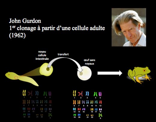 Mariechamorin1's tweet photo. 1962 : à partir d'une cellule intestinale de têtard, on peut recréer une grenouille.
#InYourFaceWaddington #ILoveGurdonSBrushing #ps291 https://t.co/qWZBehe5al
