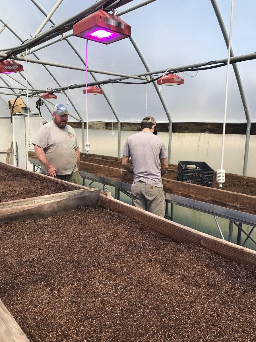 stephenlmeyers's tweet photo. Making one final push in the @MSU_AG foundation #sweetpotato greenhouses in Pontotoc this week. #mscrops #MSUext https://t.co/hQV9fruIKW