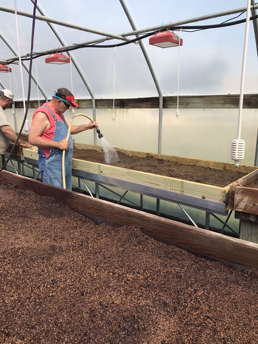 stephenlmeyers's tweet photo. Making one final push in the @MSU_AG foundation #sweetpotato greenhouses in Pontotoc this week. #mscrops #MSUext https://t.co/hQV9fruIKW