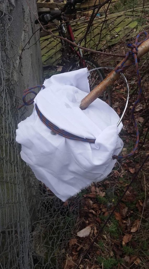 CopperGuide28's tweet photo. It's the season for Birch tapping.Plz don't try it unless someone had shown you the correct method which won't harm the tree. https://t.co/7KjlRhouEp