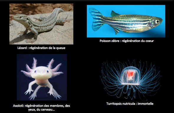 Mariechamorin1's tweet photo. S'inspirer de la nature : certains animaux se régénèrent de façon spectaculaire 
#MêmePasMal #PlanaireBadass #ps291 https://t.co/zhKMcmvusW