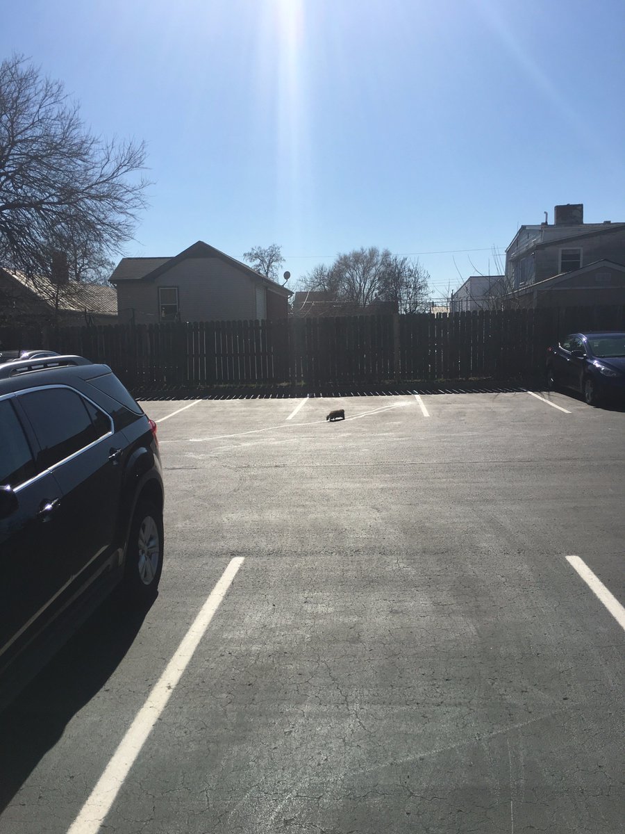 RGordonAdams's tweet photo. Move along groundhog, the mascot job is taken. Newport Intermediate is the home of the Wildcats! https://t.co/IpMQ46t9FV