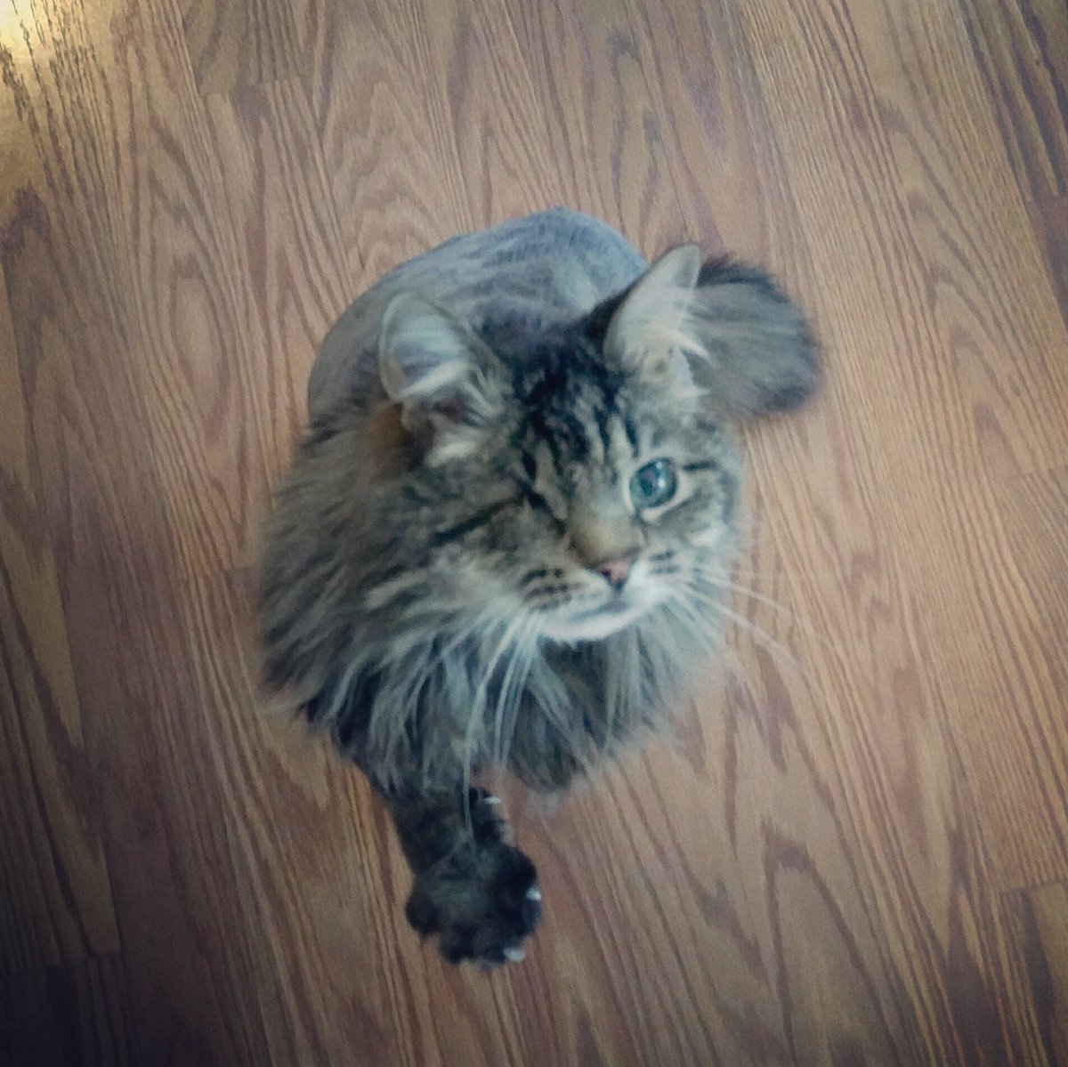 HelloPeppers's tweet photo. Babylove, my lovely one-eyed bobtail cat. He's freshly groomed and looking for pets. 🐈 #piratecat #kitty #cat #catsofinstagram #hellopeppers https://t.co/LqdkqKrMKJ
