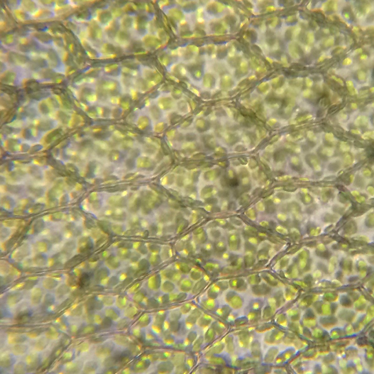 MossyGuy's tweet photo. #sterilebryum #hexagonal #cellwall #chloroplast #bryophyte #moss https://t.co/vYo1LEHxyH
