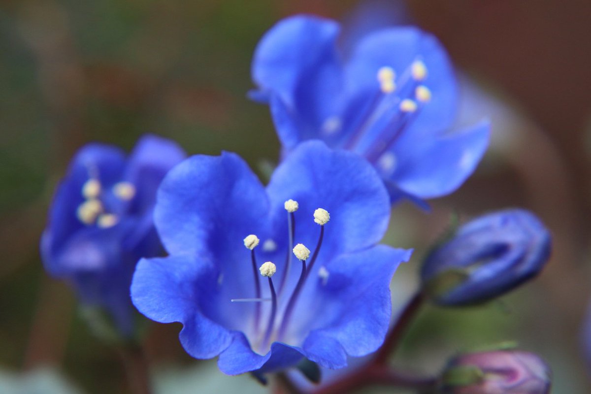 イルカ おはようございます 今日も 感謝 の気持ちと ありがとう が素直に言える一日 そして 笑顔で過ごしましょう 写真は ファセリアブルーベル 花言葉 幸福感