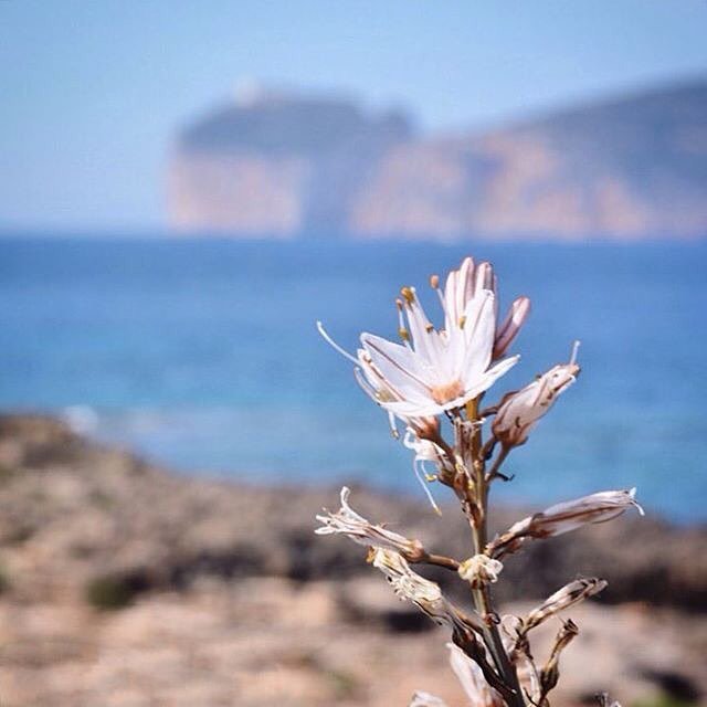 igers_sassari's tweet photo. Conoscete l'asfodelo? Questo fiore, tipico del bacino del mediterraneo, in Italia è diffus… https://t.co/Wg6mvucQTq https://t.co/LRumWNuo5z