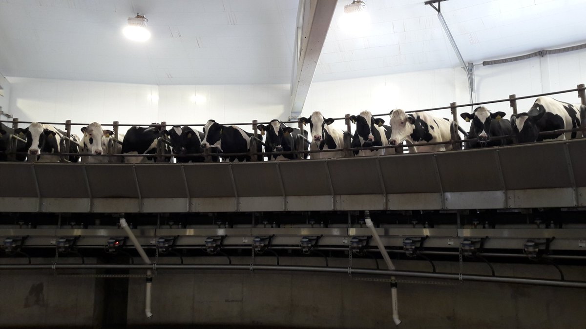 ColinLucas78's tweet photo. @GenusABS @LarissaJ4 Eberts 3500 cow 75 point rotary 29% PR bottom 40% of cows on HPR going to simAngus. Rears all  calves on site @ $1dy https://t.co/qOe0B9g6LZ