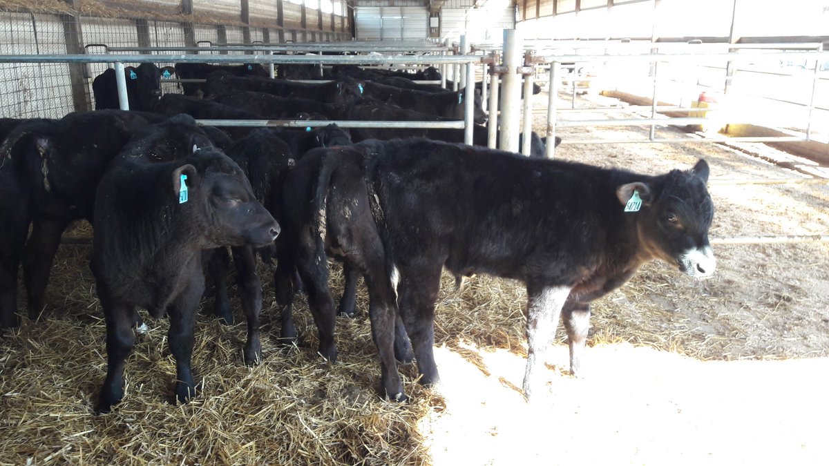 ColinLucas78's tweet photo. @GenusABS @LarissaJ4 Eberts 3500 cow 75 point rotary 29% PR bottom 40% of cows on HPR going to simAngus. Rears all  calves on site @ $1dy https://t.co/qOe0B9g6LZ