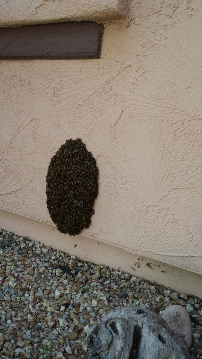 BillsHomeServCo's tweet photo. BEE Aware! It's swarming season! 
#Bees #AfricanizedBees #KillerBees #PestControl
https://t.co/u21X2x6yK0 https://t.co/E7kif3BmZ2