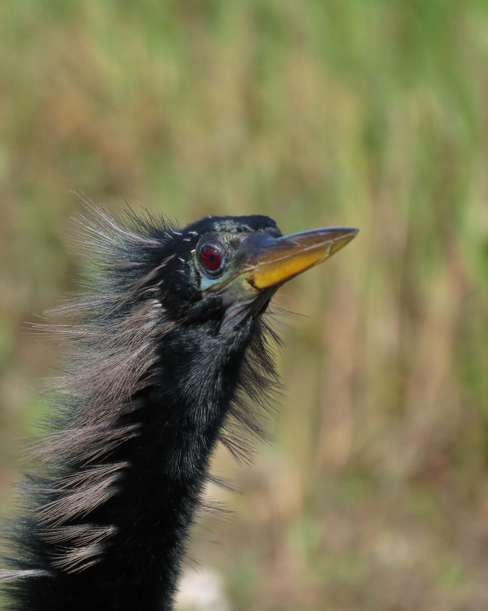 wander_filled's tweet photo. #WildlifeWednesday to an Anhinga bird in @EvergladesNPS. If you do nothing else in the #Everglades, do #AnhingaTrail. #FindYourPark #LoveFL https://t.co/BJo6uWwhtU