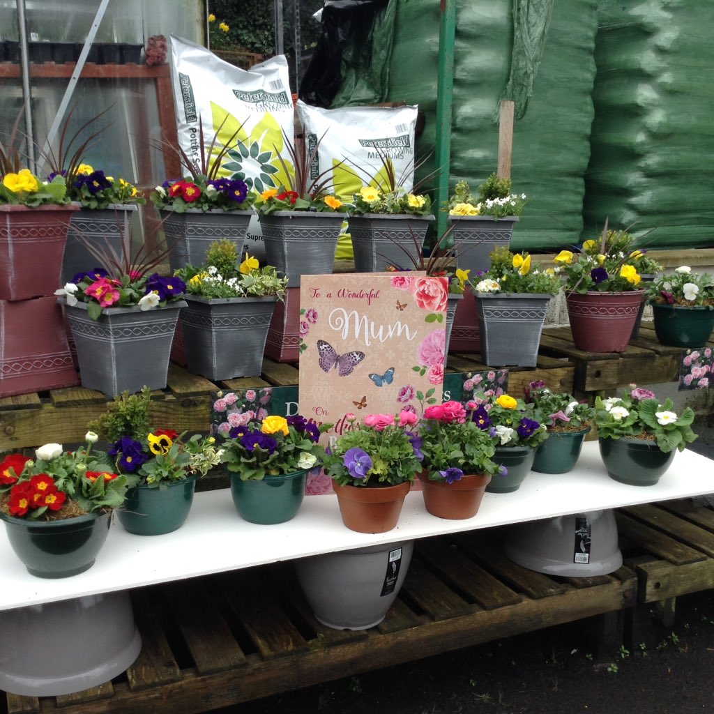 Plants potted ready for Mother's Day