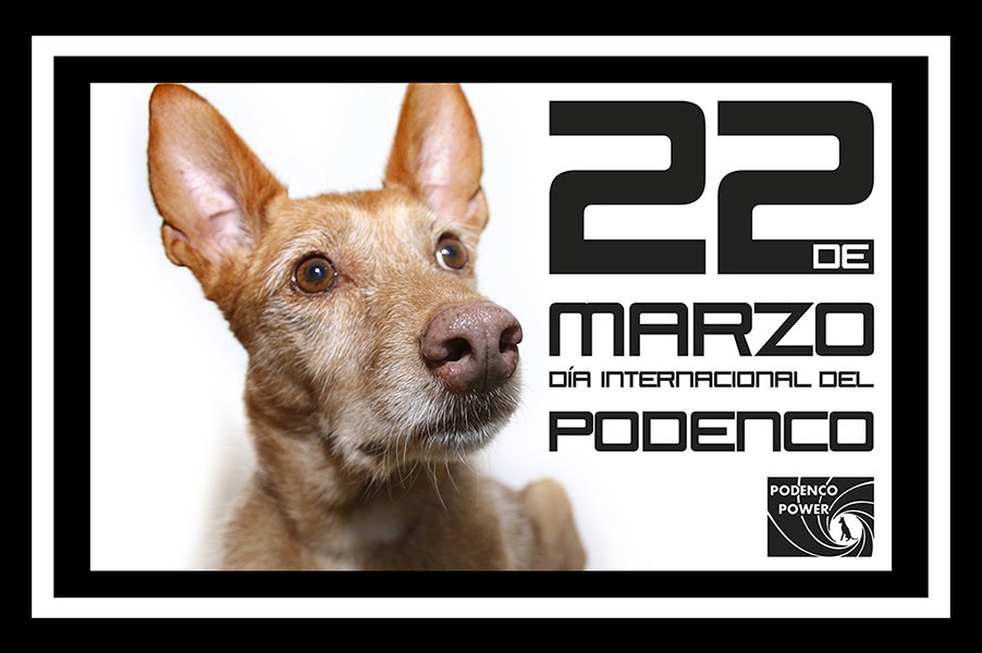 belenadopciones's tweet photo. El que tiene un podenco tiene un tesoro! #ILovePodencos https://t.co/PYY6OZy1OA