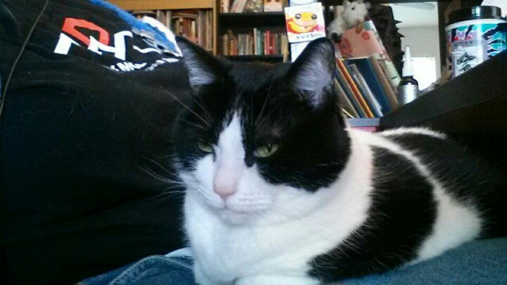 MediaRemedial's tweet image. #purrprogramming