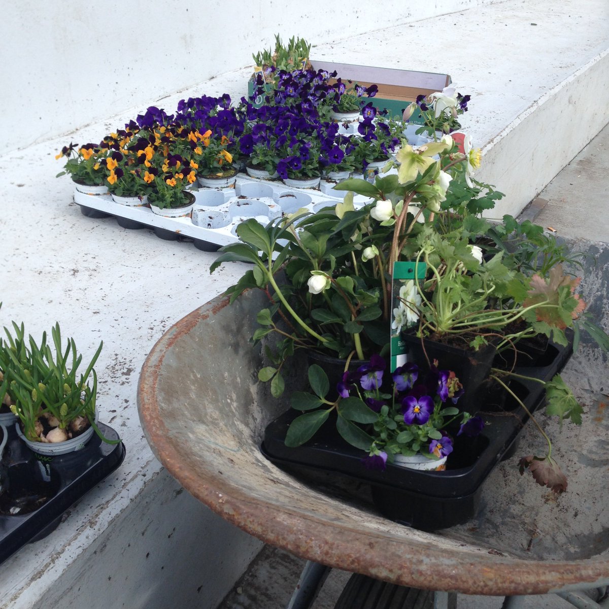 Vandaag met <a href="/bosbaas/">Bosbaas Edwin</a> namens <a href="/duurzaam_dh/">Duurzaam Den Haag</a> weer 300 tegels omgeruild voor gratis planten! #OperatieSteenbreekDenHaag