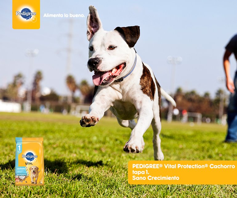 ¿Tu cachorro está descubriendo el mundo y necesita defensas? Aliméntalo con PEDIGREE® Vital Protection Cachorro para que siga jugando 😉