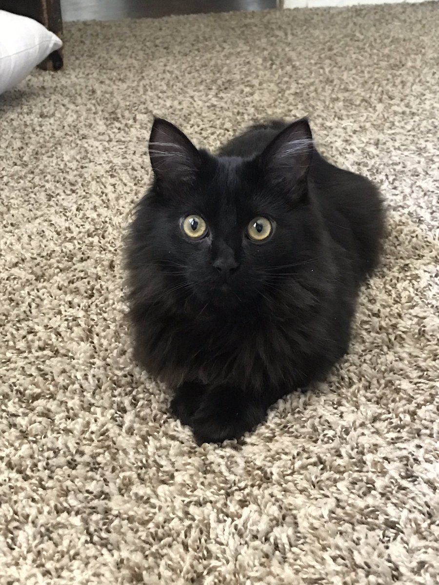 KinseyWade17's tweet photo. I have way too many pic of my kitty so I will share with you all. https://t.co/kxB2TznaIW