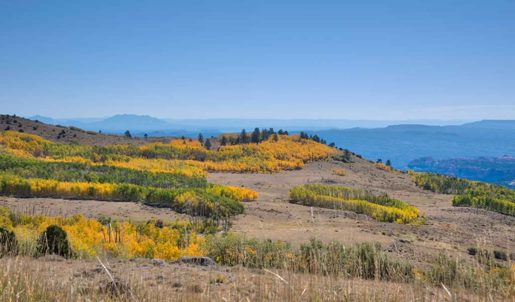 Andreas_Helbig's tweet image. #FallColors in #Dixie #NationalForrest
...see more here: andreashelbig.com
