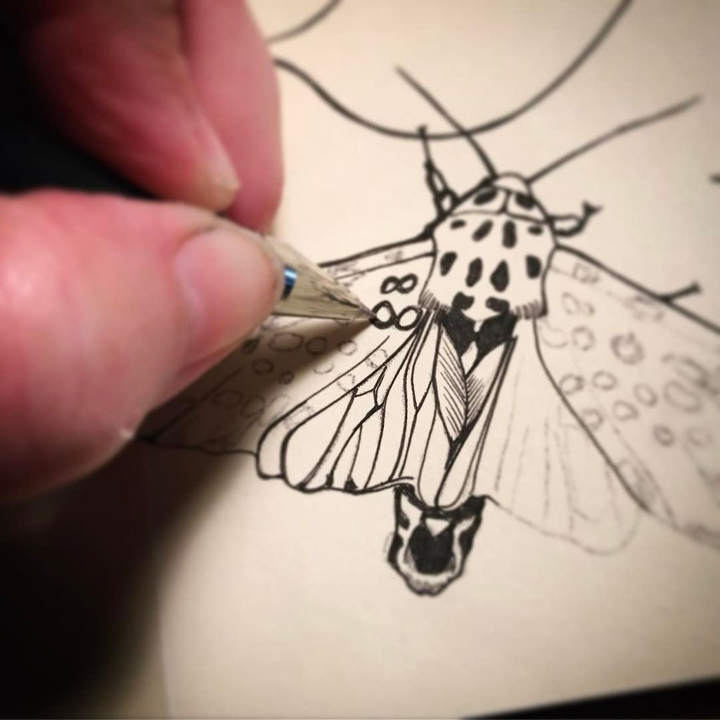 nikkimayart's tweet photo. I'm drawing a #giantleopardmoth, what are you doing? #365accordionproject #ijustwanttodraw… https://t.co/Gea83gS3Sx https://t.co/1kYvrzXYRw