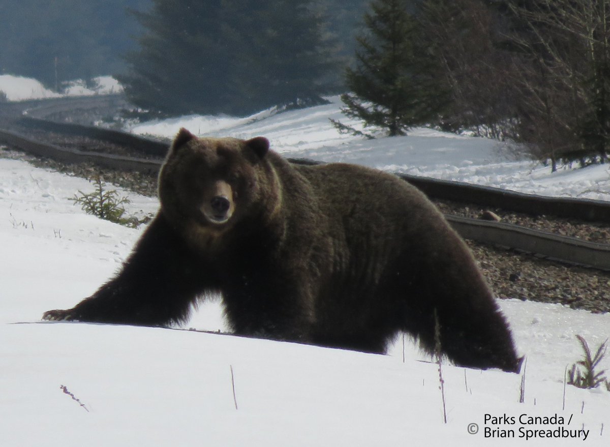 We had our first confirmed sighting of a grizzly bear near Silver City along the Bow Valley Parkway today. ow.ly/Ex4030aa2wx
