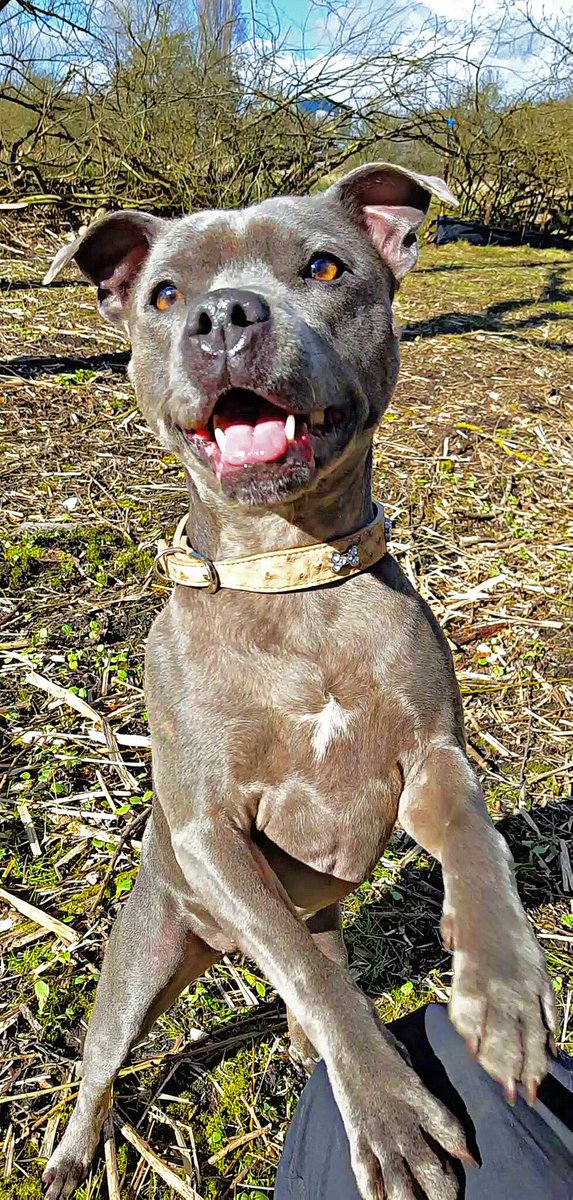 liam23153707's tweet photo. Coco #pawstopavement #dogwalking #sheffieldissuper #ATSocialMedia #SOUTHYORKSBIZ #SmallBusiness #SocialMedia #Marketing #business #Facebook https://t.co/Fi0i3rSEIC