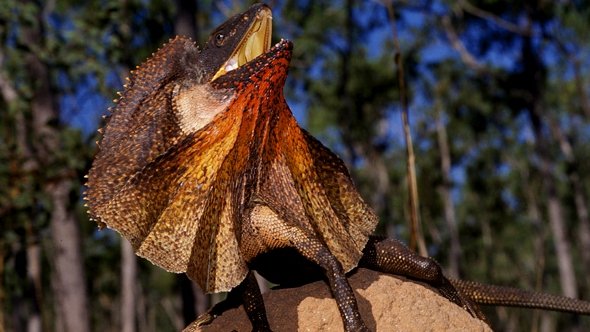 ankapestcontrol's tweet image. Filmlere Konu Olan Fırfırlı Kertenkelenin Hayatı ve Videosu tinyurl.com/kpd6wrk