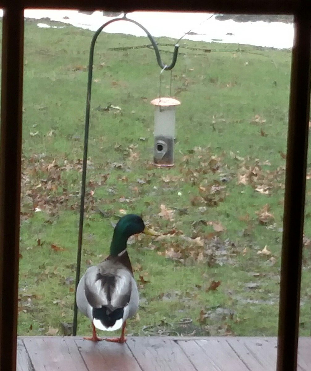 Stubby_Squirrel's tweet photo. don't get any ideas, that birdseed was left for only me! @missmuckyduck #squirrelprobs #ducks https://t.co/tqIR6vdzbl