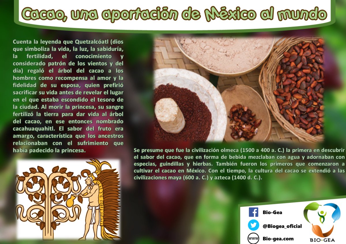 BioGea_oficial's tweet photo. Aportación mexicana. #Cacao #México #Chocolate #Leyenda #Patrimonio #Tradición #Cultura https://t.co/LxICgT7HD8