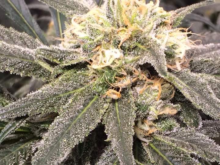 andiedix68's tweet photo. ONE a day! Legalize! We need our THC... Trump's​ HEalTH  CARE. President Trump does CARE!

. https://t.co/VRhRMFkx3s