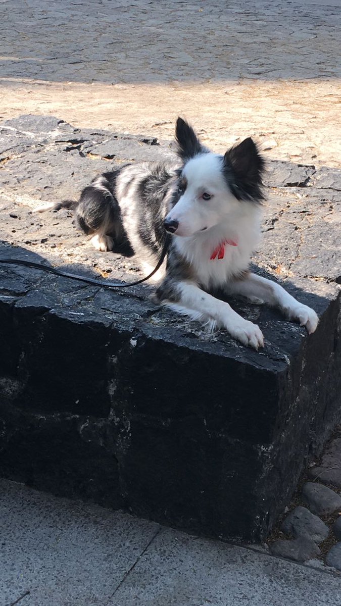 rlameda1's tweet photo. Amigos @LaNapolesCdMx estamos buscando a mi perro se llama Rocco, lo extrañamos en casa, por favor si lo ven mandar privado, hay recompensa https://t.co/fHTYcv0f34