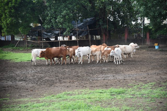 timesofindia's tweet image. Illegal slaughter to be criminal offence in UP? toi.in/YmsrIY