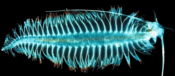 McCormackSA's tweet image. An interesting part of #ecosystemmodelling is learning about new #species everyday- today the genus Tomopteris #polychaete #Antarctica