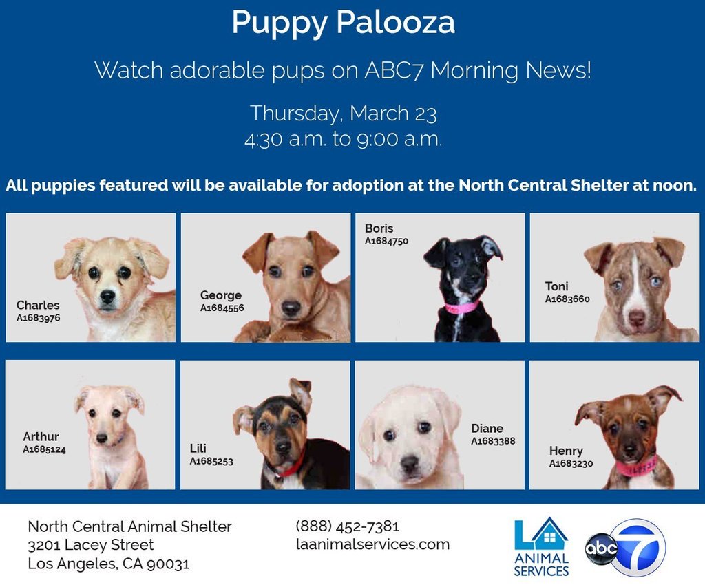 BreakoutMoments's tweet photo. JillianMichaels : RT lacitypets: Watch cute puppies on ABC7 tomorrow morning for #National… https://t.co/sonvvJWARx) https://t.co/QXqyakZlAv