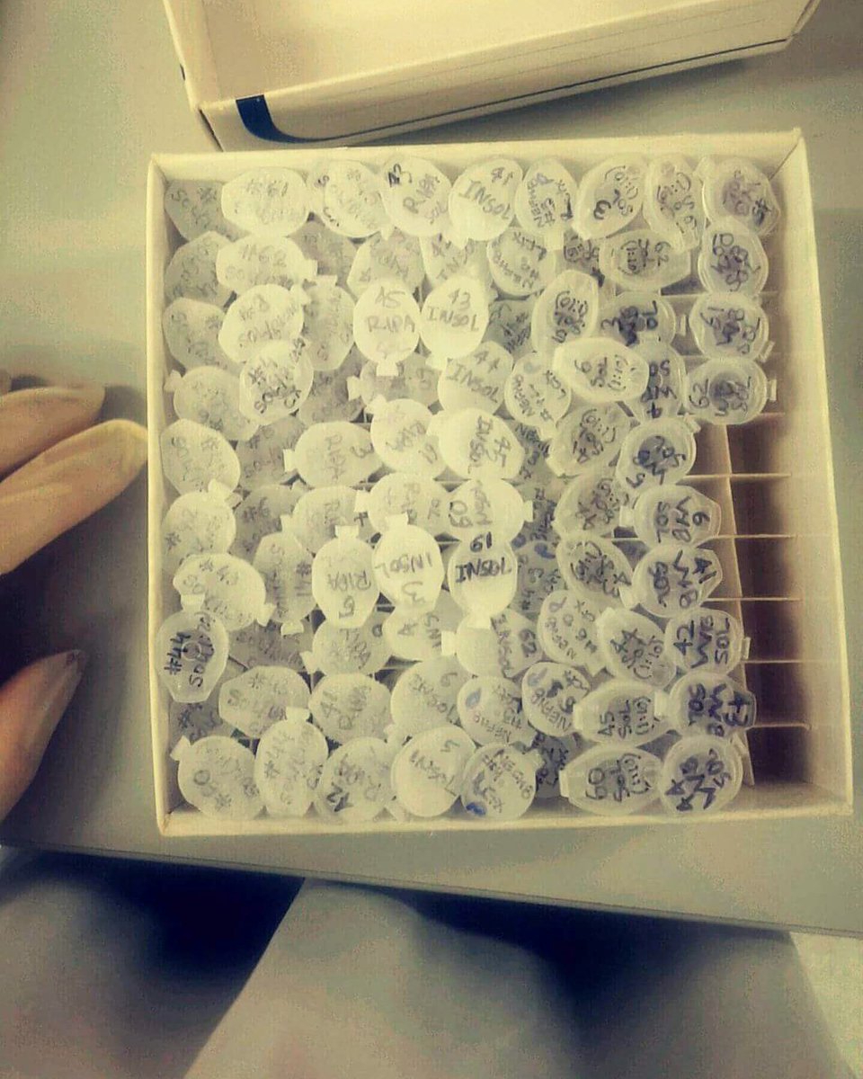 WalkerNeuroLab's tweet image. Our member @HossaiGul doing some protein work! #MND #FTD #LookingForACure #NeverGiveUp #Research #Science #scientists 🤓📚🔬 @Macquarie_Uni