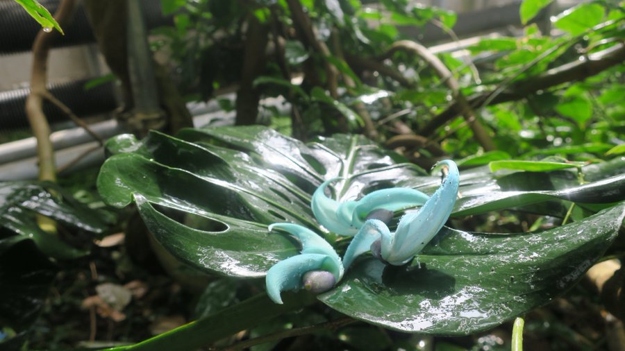 神秘的 衝撃的なヴィジュアル 初音ミクカラー ヒスイカズラ が全国で続々と開花 ガジェット通信 Getnews