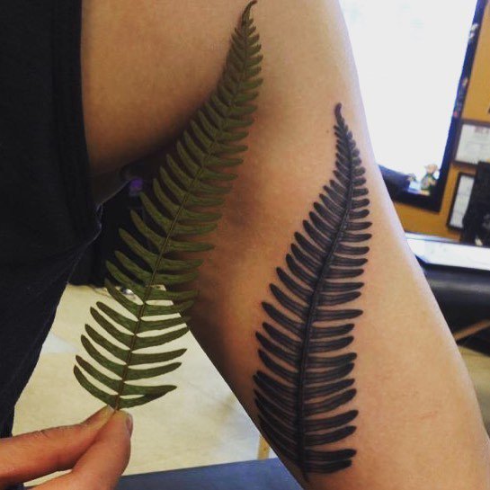 522Tattoo's tweet photo. Fern tattoo by @thomasgrahamtattoos #522tattoo #tattoo #tattoos #seattle #seattletattooers #seattletattoo #seattlea… https://t.co/cgHyOCwQ7p