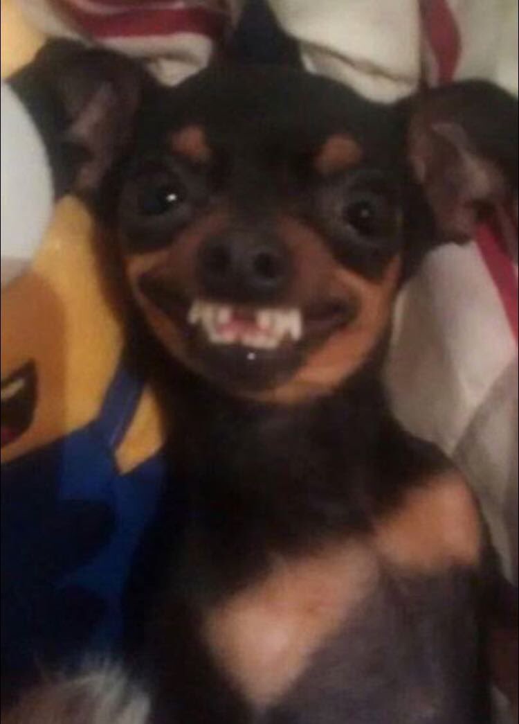 miticojovem's tweet image. Vou salvar esse dog como nunca salvei ninguém