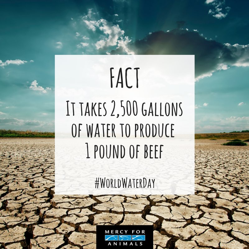 MercyForAnimals's tweet photo. FACT: It takes 2,500 gallons of water to produce 1 pound of beef. #WorldWaterDay https://t.co/SCZ4fmB8ea