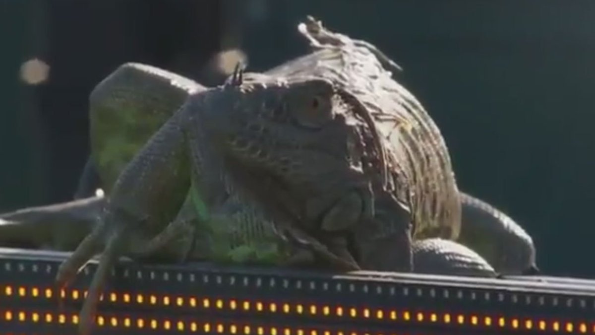 TENNIS ANYONE? Iguana interrupts tennis match at Miami Open bit.ly/2mSrqar https://t.co/LQVtZn2yKX