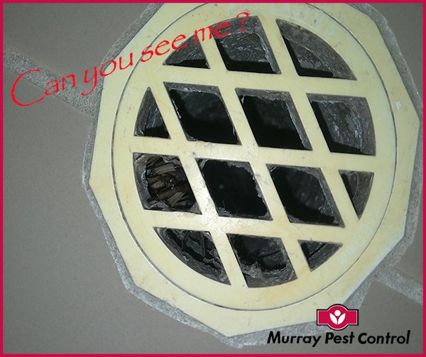 Murray Pest Control (@MurrayPest) / Posts / X