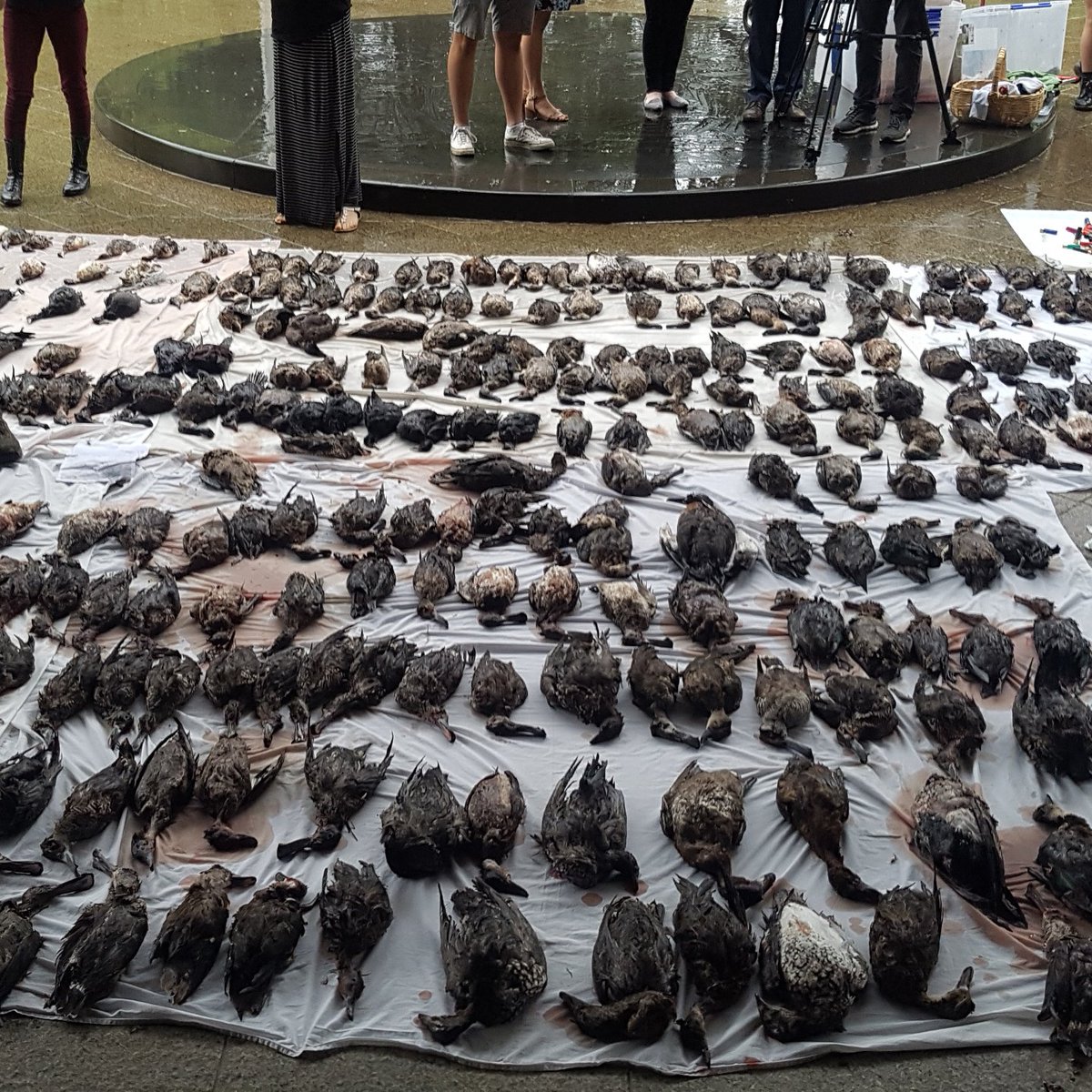 Shooting lobby calls on Victorian government to penalise duck hunters