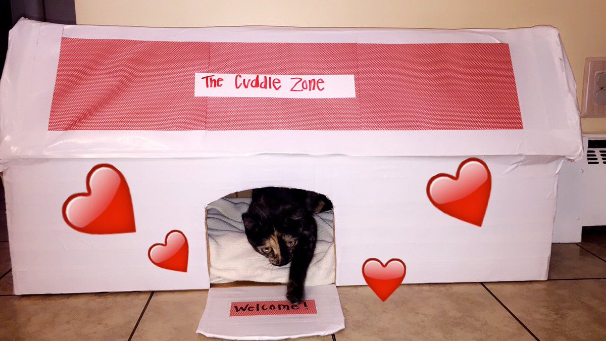 ameliathekitty's tweet photo. IM OFFICIALLY 1🙀🎉 https://t.co/vUcwX2lJMb
