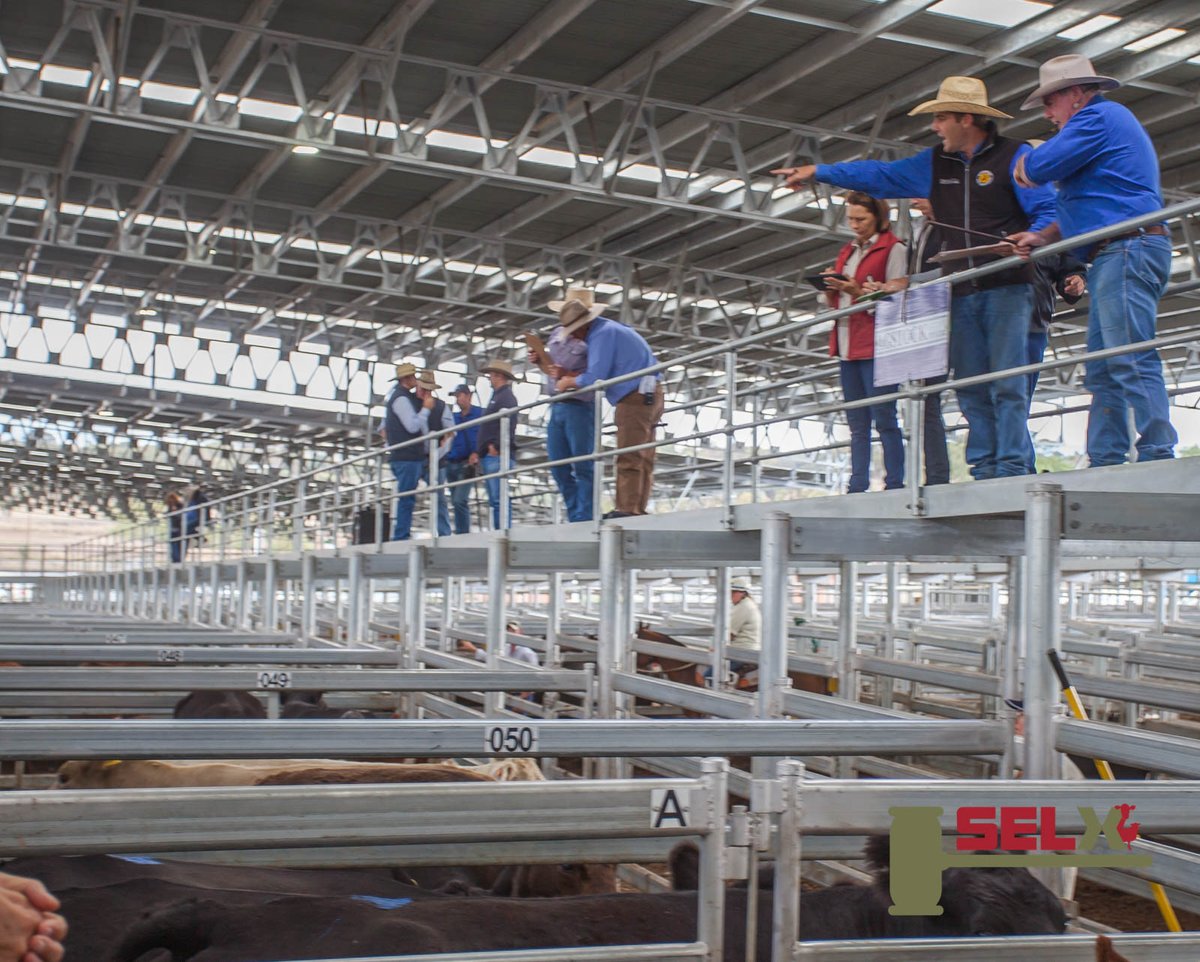 SELXNSW's tweet photo. #AgStock sold #MurrayGrey #Cows to a top of 224c/kg, averaging 618.3kg, $1385.07ph on behalf of J McGuiness. https://t.co/csAfmhUNEK