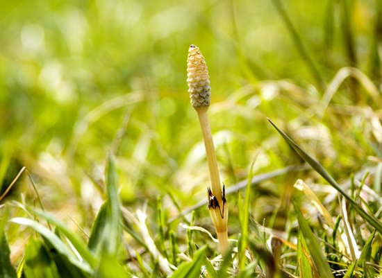 暦生活 こよみせいかつ V Twitter 土筆 つくし 田畑や川の土手に群生することが多いつくし つくしの花言葉は 向上心 真っ直ぐ上に伸びている姿からも前向きさが伝わってきます T Co Opnu64fisu 暦生活 カレンダー 暦 つくし 春 季節