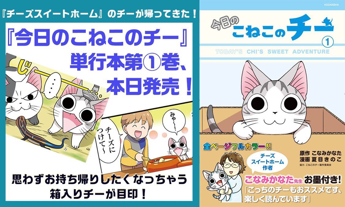 今日のこねこのチー 今日のこねこのチー