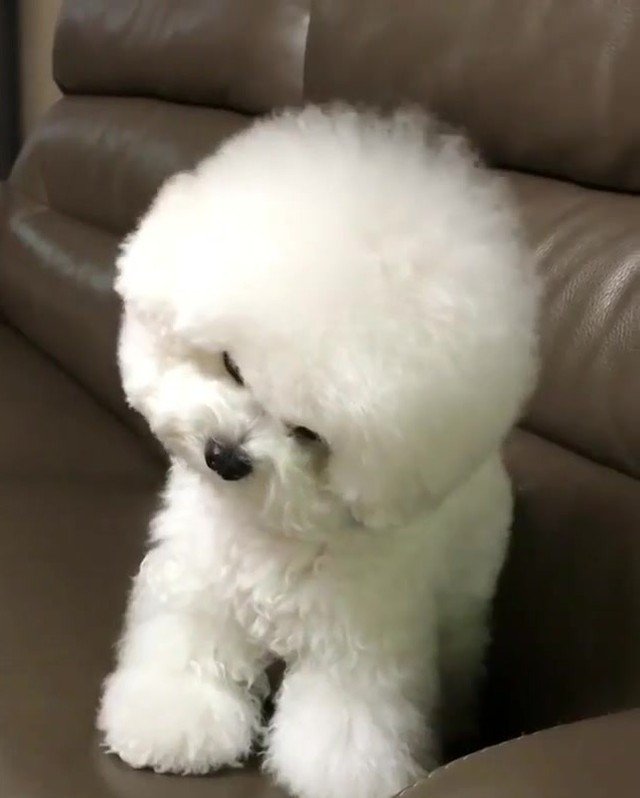 iglovedogs tweet picture