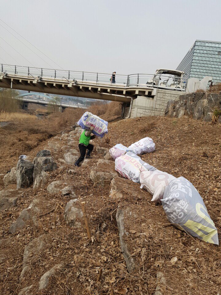 #성남시. 운중천내 하천경관과 다른식물 생장을 저해하는 칡넝쿨을 걷어내고 뿌리를 제거하고 있습니다.