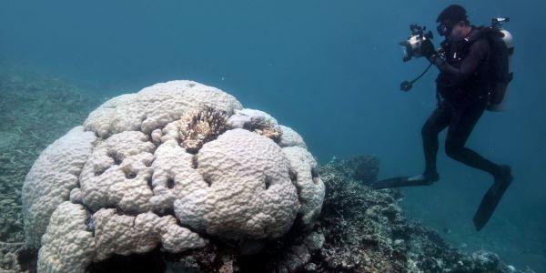 greenMe_it's tweet photo. Abbiamo ucciso la grande barriera corallina. Lo studio shock - https://t.co/MT5MF3UyRG https://t.co/DBzLX0aIar