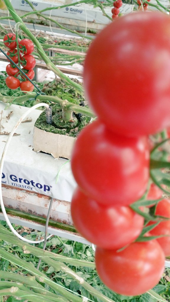 TroposBrands's tweet photo. Branded tomatoes such as #Lucia"sFarm is the result of a standard procedure based on branded input such as @Grodan Rockwool @ROCKWOOLInt https://t.co/34YRgjUuh7