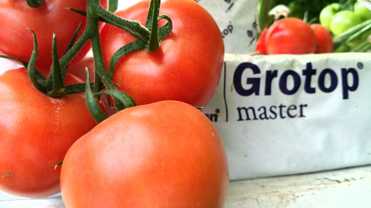 TroposBrands's tweet photo. Branded tomatoes such as #Lucia"sFarm is the result of a standard procedure based on branded input such as @Grodan Rockwool @ROCKWOOLInt https://t.co/34YRgjUuh7